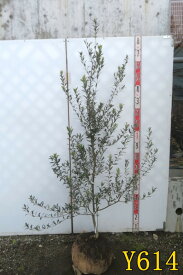 【選べる現品】オリーブの木 セントキャサリン　苗木　樹高約1.3m～【自家結実性あり】