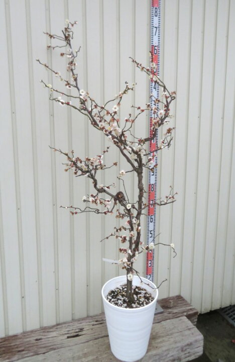 楽天市場】【現品発送】雲竜梅(ウンリュウバイ) 10号セラアート鉢植え 
