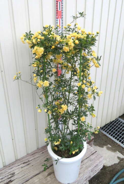 楽天市場】【花終わり・花なし】【現品/K602】黄モッコウバラ 八重 