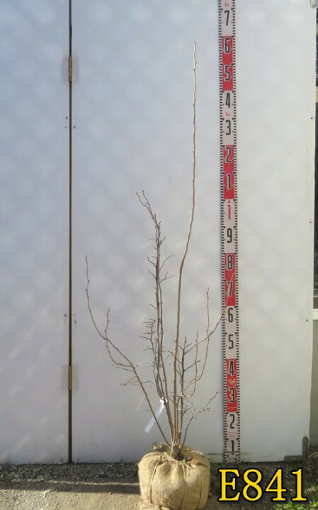 楽天市場】【選べる現品】ナツハゼ 苗木 株立 樹高約60cm～ : 千草園芸