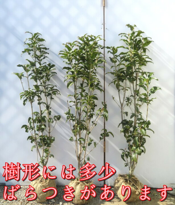 楽天市場】キンモクセイ（金木犀） 苗木 樹高1m : 千草園芸
