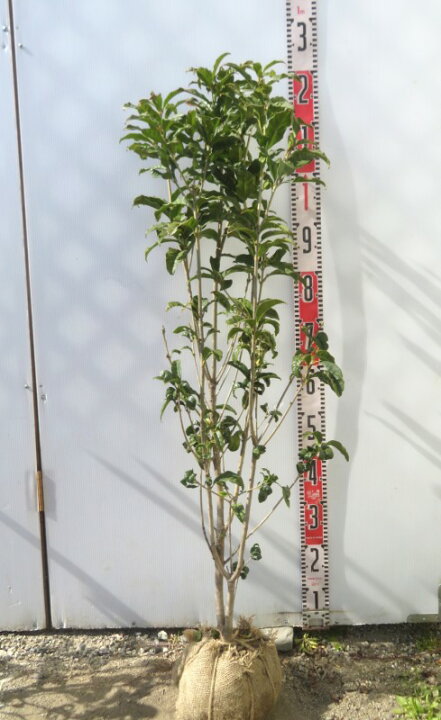 楽天市場】キンモクセイ（金木犀） 苗木 樹高1m : 千草園芸