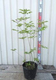 アオダモ 株立ち　苗木　6号【3本立ち以上】