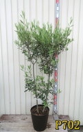 【選べる現品】オリーブの木　ひなかぜ(ヒナカゼ)　苗木　9号フレグラー鉢植え【鉢色ダークブラウン】