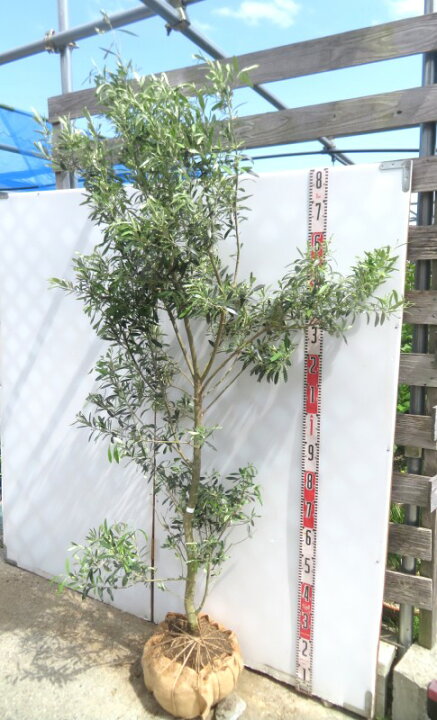 楽天市場】【現品】オリーブの木 シプレシーノ 苗木 樹高約1.8m G722
