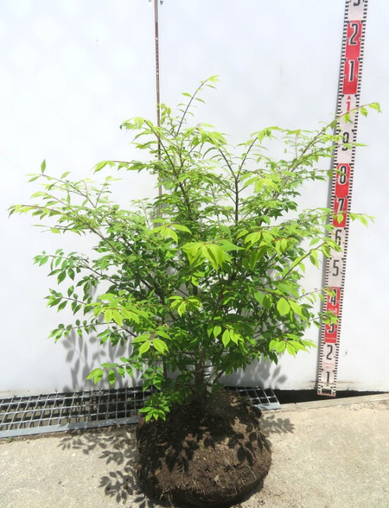 楽天市場】ニシキギ（錦木）コンパクタ 矮性 苗木 樹高約70cm : 千草園芸