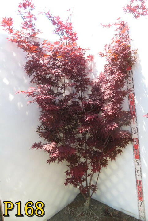 楽天市場】【現品】ノムラモミジ(野村紅葉) 本株立ち 特大 苗木 樹高約 
