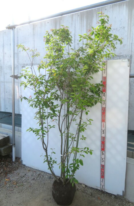 楽天市場】【現品】ジューンベリー 苗木 株立ち 樹高約1.9m J105 