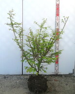 【現品】錦木（ニシキギ）苗木　樹高約80cm　Z513
