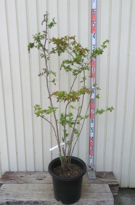 楽天市場】【現品/R429】ナツハゼ 株立 苗木 10号鉢植え 樹高約1.2m 