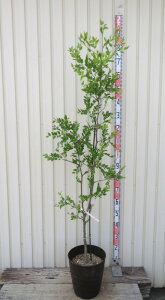 ナツメ 苗 植木」の人気商品一覧・価格比較 - 価格.com