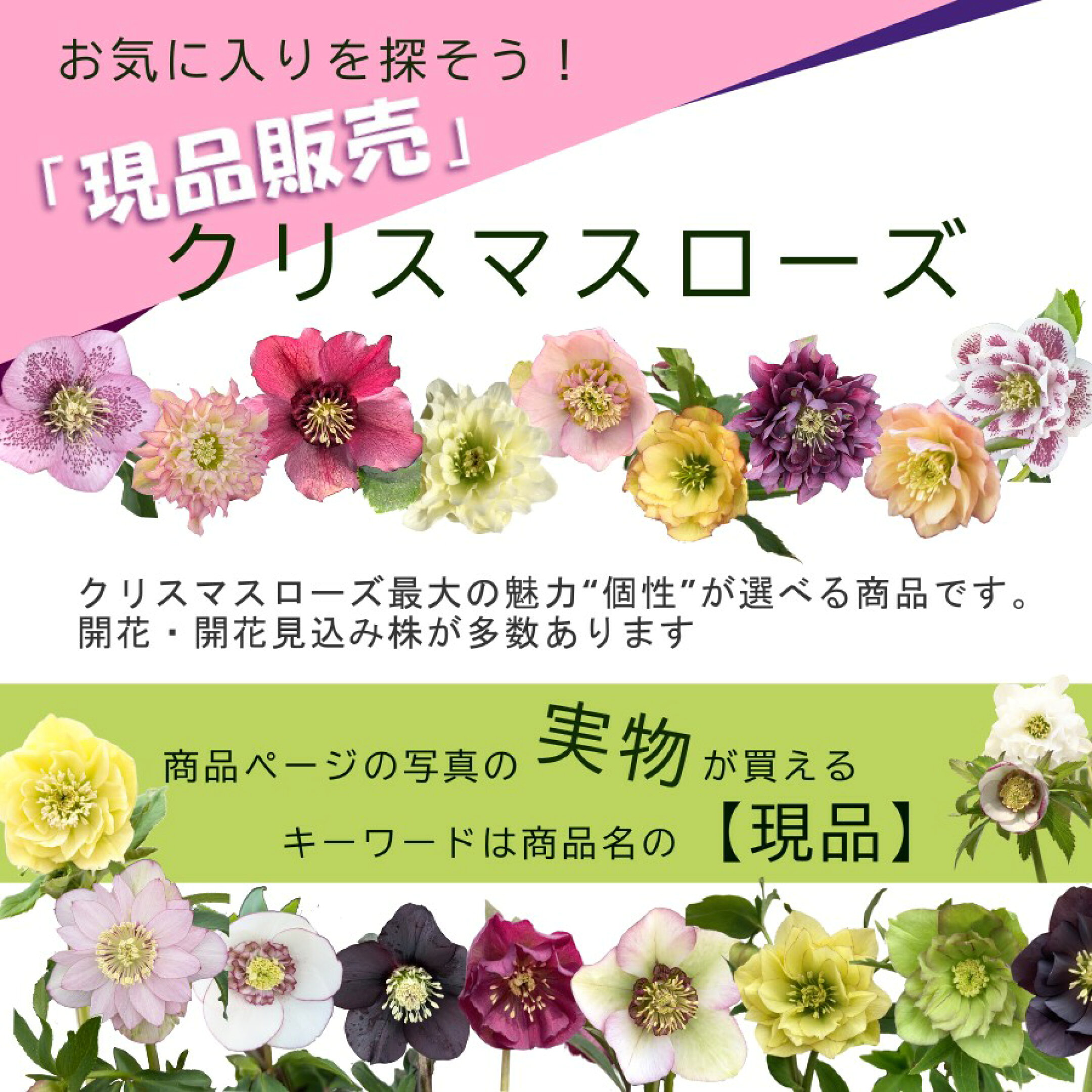 現品 クリスマスローズ