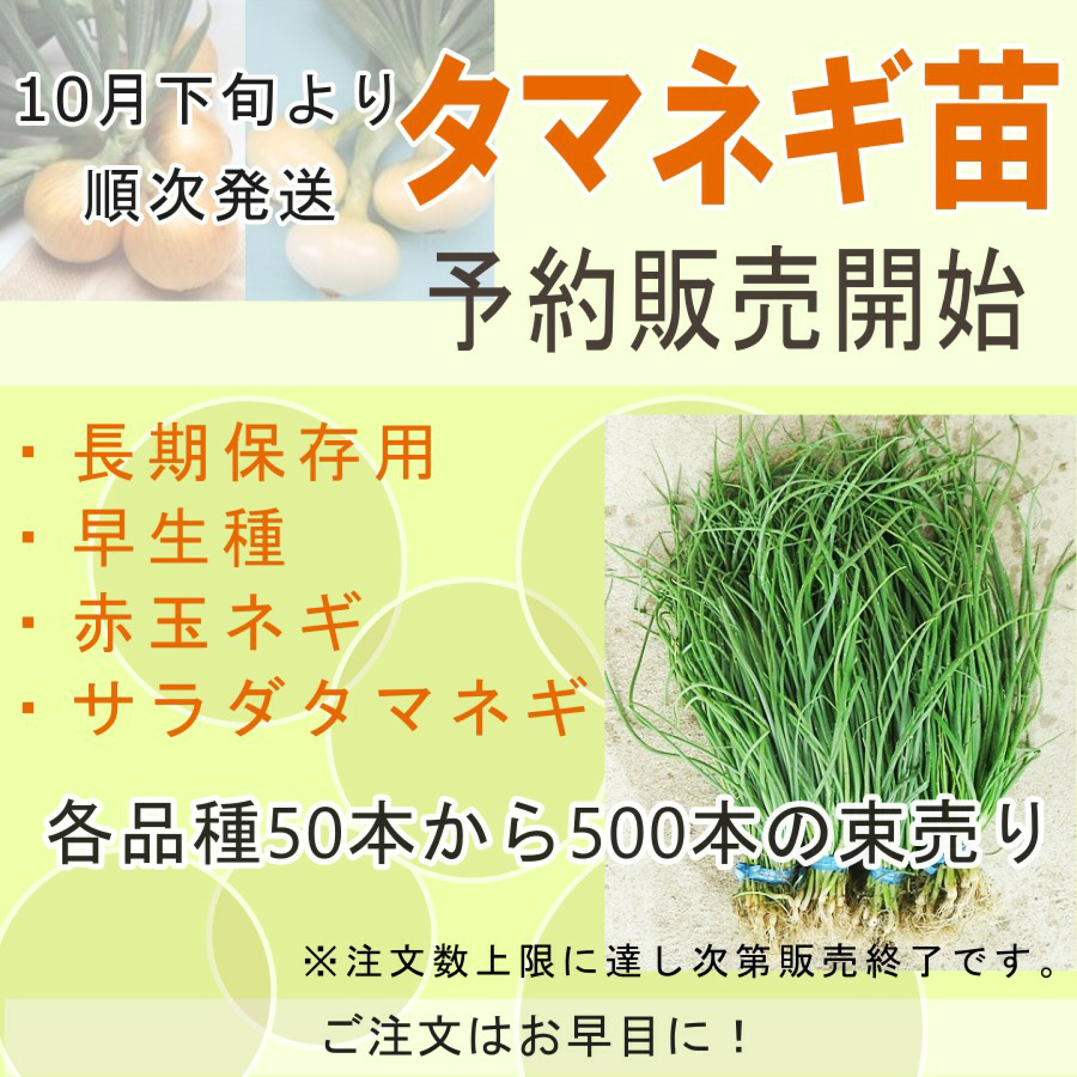 タマネギ苗予約販売開始！ 2026年は10月23日から発送