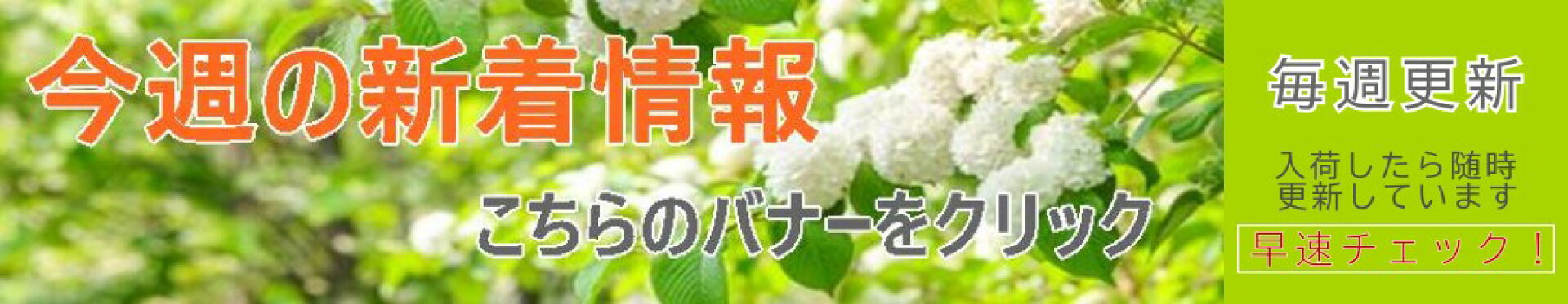 今週の新着