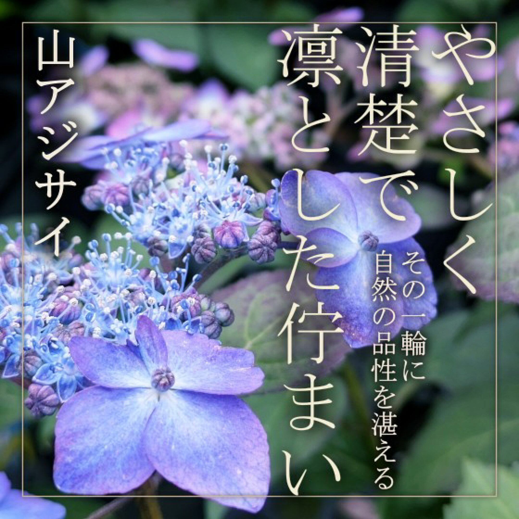 華奢なフォルムで素朴な美しさの山アジサイで涼やかに