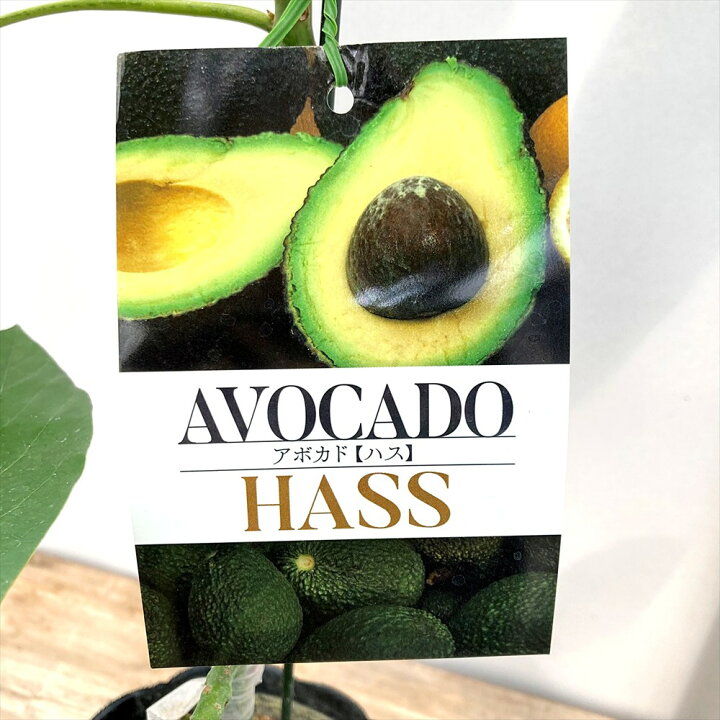 楽天市場】アボカド 「ハス HASS」接木苗 5.5号【開花タイプ：A 
