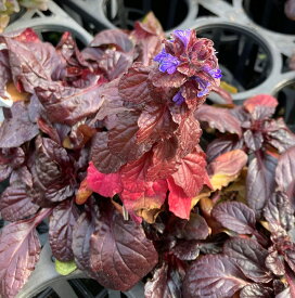 アジュガ　レプタンス　3号苗【グランドカバー】