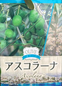 yIׂiz@I[u̖ c؁@4@H^CvybJAAxLiA~bVARlCLAb`[mz