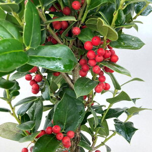 ���m�A�`���C�j�[�Y�z�[���[�i�N���X�}�X�z�[���[�j 4���c�� (b07-2)