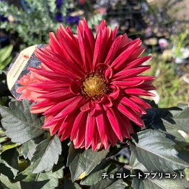 【花色で選ぶ】ダリア　ラベラグランデ・チョコレート　4号ポット植え