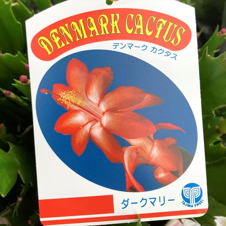 楽天市場】シャコバサボテン（蝦蛄葉サボテン）「ダークマリー」6号 