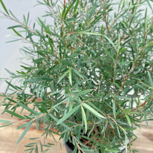 Vo[eB[c[ uhVo[v@ی^5A (h17)