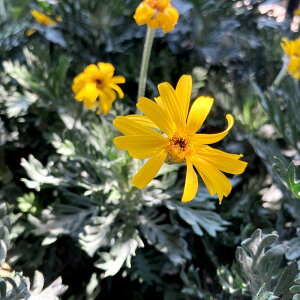 【訳アリ】ユリオプス デージー  3.5号苗