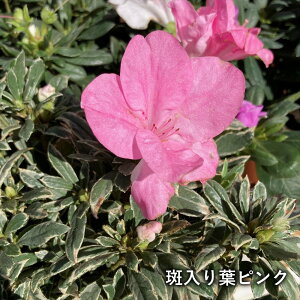 yԐFőIԁzAUAccW@5A(i08)