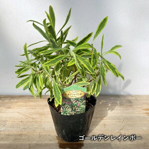 yނőIׂz[tHrA@3.5c(c05)