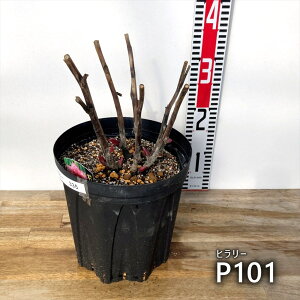 yi̔FPԁzVNNi䉖j q[ @7cynCubhVNNz