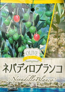 yIׂiz@I[u̖ c؁@4@H^CvybJAAxLiA~bVARlCLAb`[mz