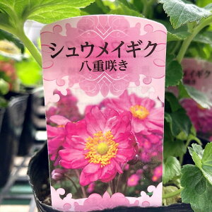 d炫HeiVECMNj@sN@3.5c(J03-9)