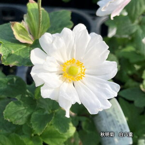 HeiVECMNj@d3.5c(c06)