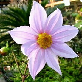 【早期予約品】皇帝ダリア苗一重　インペリアリス　3.5号苗【26年3月18日入荷予定】