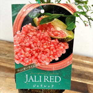 tBK[CuWbh@JALI REDv@4c