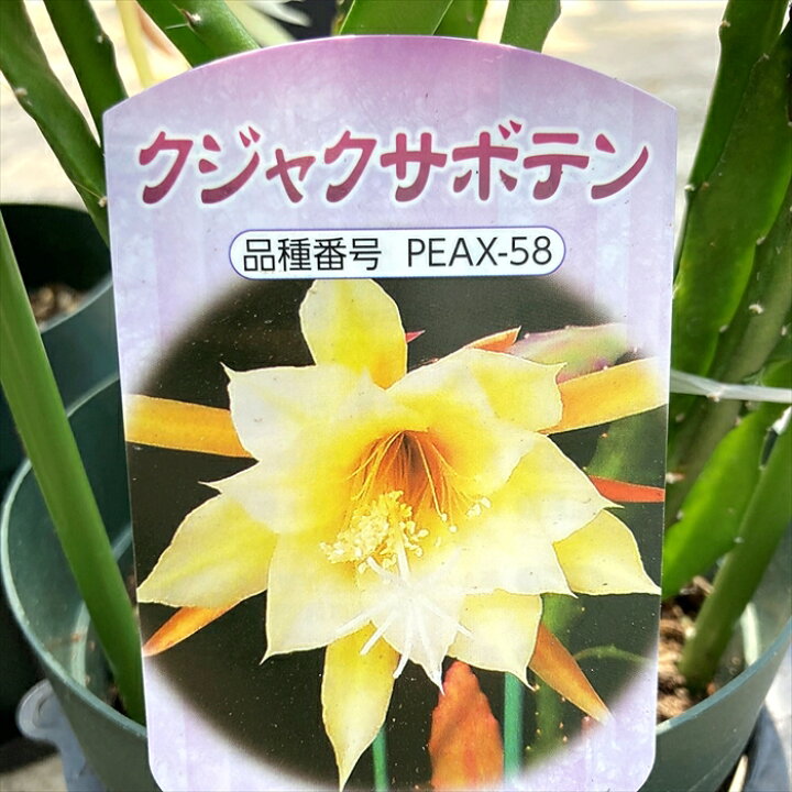 孔雀サボテン 白眉孔雀 カット苗二枚楽天市場】白眉孔雀サボテンの通販