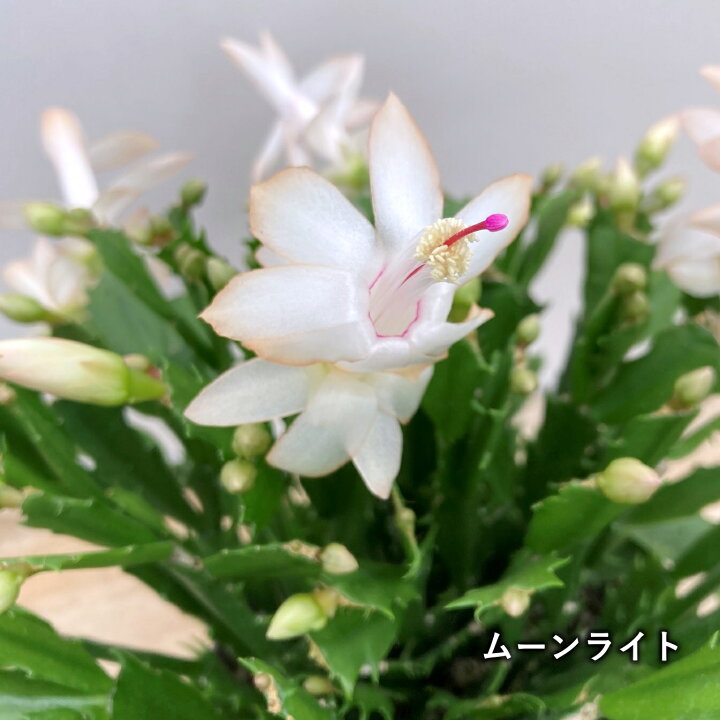 楽天市場】シャコバサボテン（蝦蛄葉サボテン） 「ムーンライト 