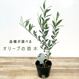 【品種とポットサイズで選ぶ】オリーブの苗木 　3号、3.5号