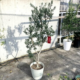 【現品販売：P094】オリーブの木 「セントキャサリン」 8号フレグラー鉢植え（鉢色：アイボリー）