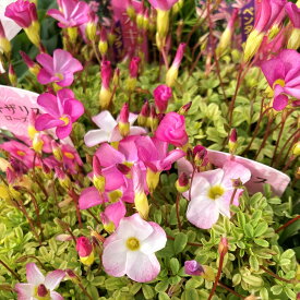 オキザリス 「ローズ」3.5号苗