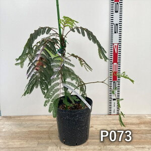 �y���`���I�ׂ錻�i�̔��z�}����l���m�L �u�`���R���[�g�t�@�E���e���v 5.5�����A���@�V�_���l���m�L