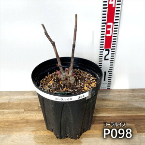 yi̔FPԁzVNNci䉖cj@R[CX@7 ynCubhVNNz