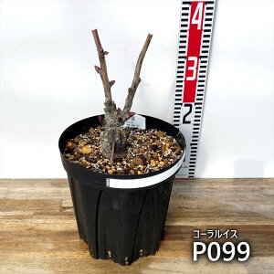 yi̔FPԁzVNNci䉖cj@R[CX@7 ynCubhVNNz