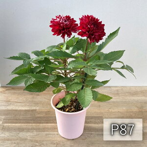 yIׂ錻i̔z_A@xEOfV[Y@bhzCg 4A