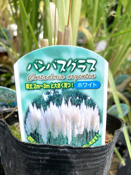 楽天市場】パンパスグラス ホワイト（雌株） 5号ポット植え : 千草園芸