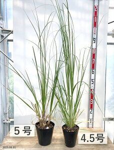 y5|bg / 4.5|bgzppXOX@zCgij