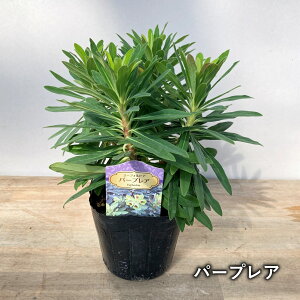 �y��ނőI�ׂ�z���[�t�H���r�A�@3.5�����c��(c05)