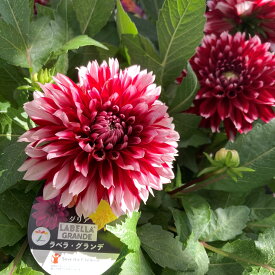 【選べる現品販売】ダリア　ラベラ・グランデシリーズ　レッドホワイト 4号鉢植え
