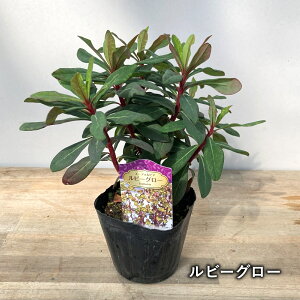 yނőIׂ錻i̔z[tHrA@3.5c(c05)