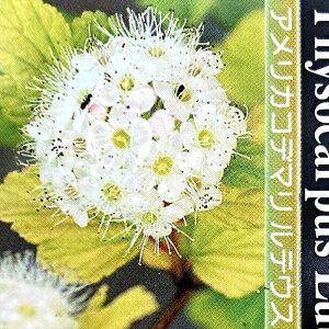 AJRf} ueEXv@3.5c(J09)